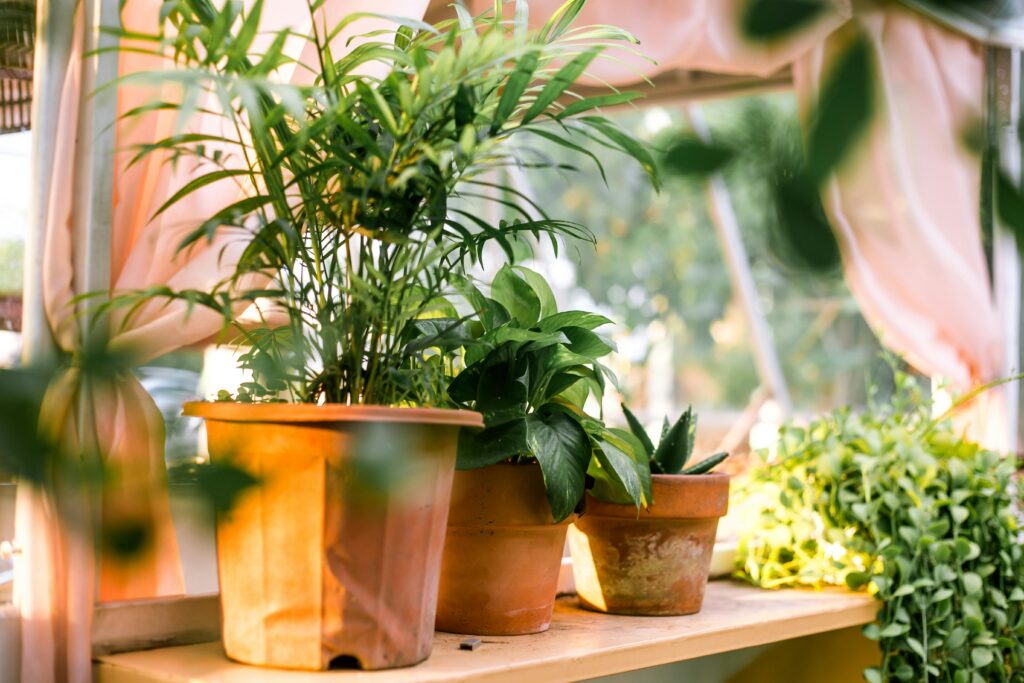 A collection of potted plants in a sunlit greenhouse or home garden in St. Barts, reflecting the island's dedication to sustainability, eco-friendly living, and biodiversity preservation through urban gardening and green spaces.