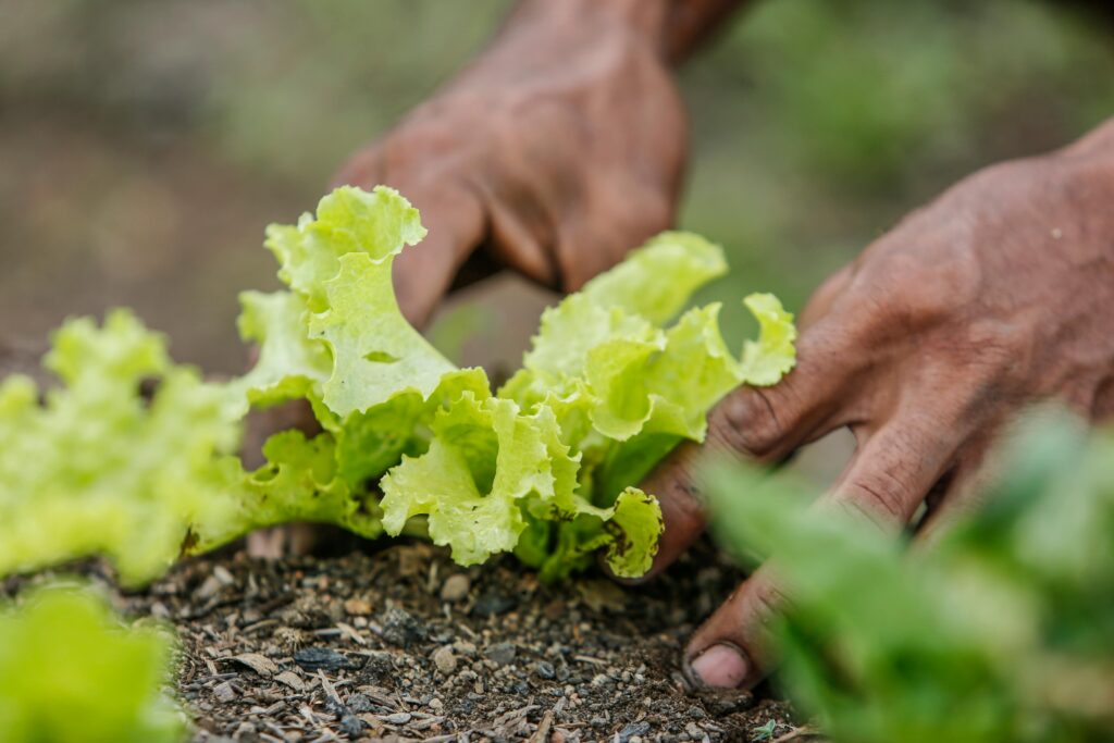 Close-up of a farmer’s hands tending to fresh, green lettuce in a sustainable garden in St. Barts. The image highlights eco-friendly agriculture and local food production, emphasizing the island’s commitment to organic farming, self-sufficiency, and environmental conservation.